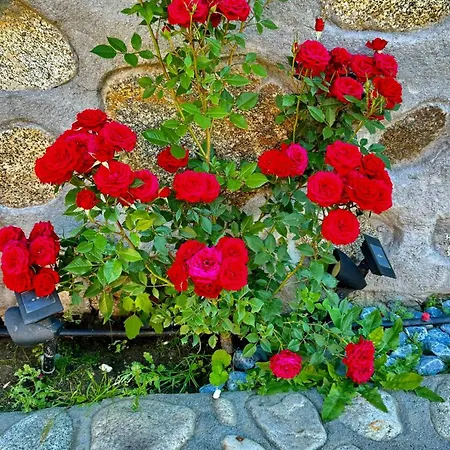 тодор וילה *